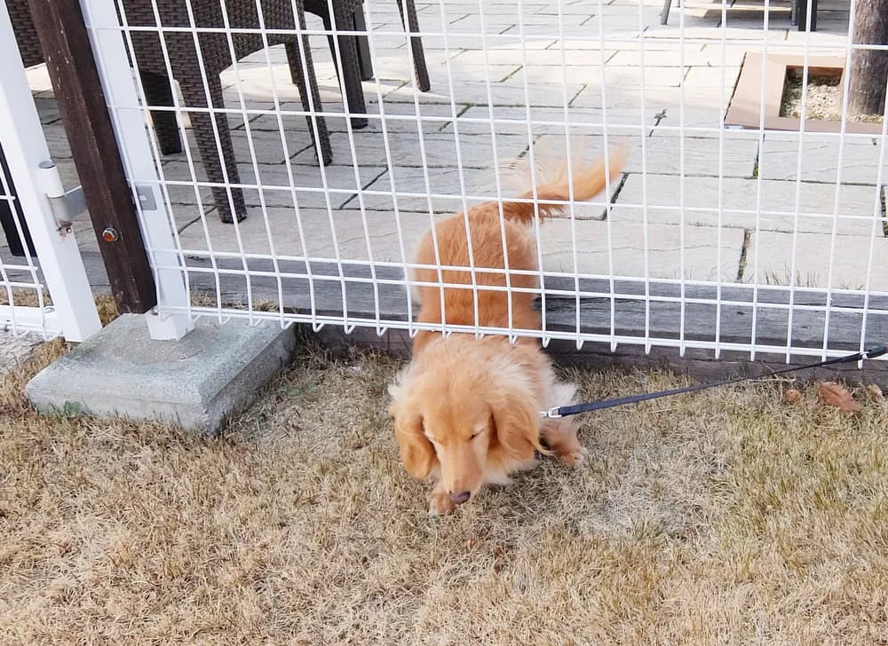 Dlaczego pies ucieka przez ogrodzenie i jak temu zapobiec?