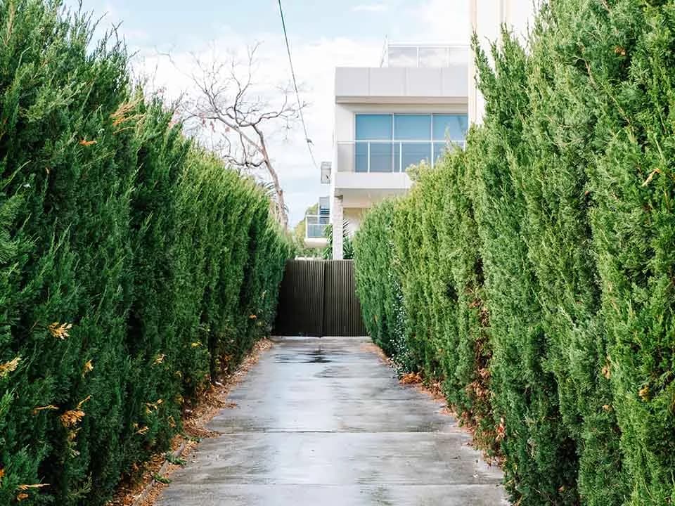 Jakie drzewa wzdłuż ogrodzenia zapewnią prywatność i urok ogrodu