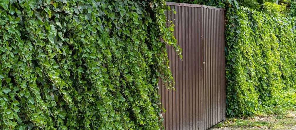 Jaki bluszcz na ogrodzenie, aby stworzyć piękną i zieloną osłonę?