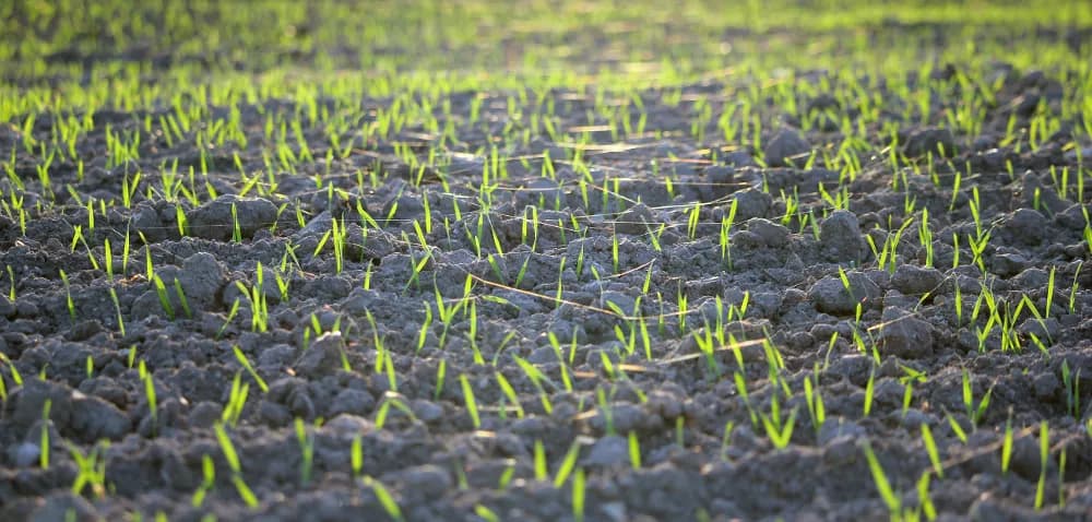 Jak zaprawić zboże w betoniarce - skuteczne metody i porady