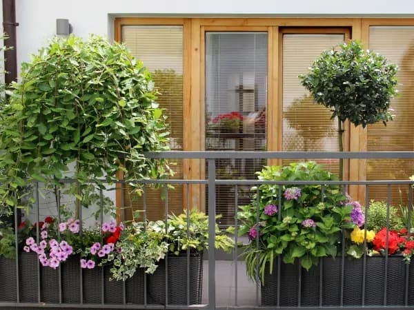 Jakie drzewka na balkon całoroczne – piękne i łatwe w pielęgnacji